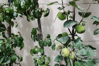 Mid-section of young apple trees in a line