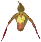 Dancing Light Orchid Essence -  Sacred Sphere essence