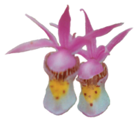 Calypso bulbosa orchid that is native to Alaska. It is a small lady slipper orchid.