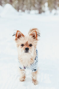 Photographer dog in the snow Lake Tahoe portraits, photo by Anastasiya Photography - Lake Tahoe Wedding Photographer