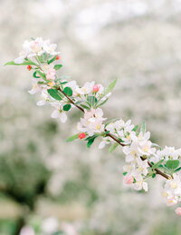 White blossoms from Erasmuspark in the spring.