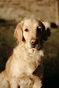 Mousse, chien de Léa et Nolan.