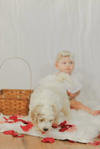 standard bernedoodle puppy for sale