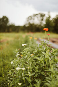 21 Beautiful Wildflowers For Native Wildflower Gardens