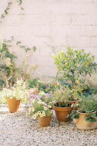 Several Potted plants are lined up on the ground