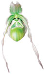 Dancing Light Orchid Essence -  Purpose flows orchid essence