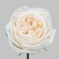 Garden-Rose_White-Ohara_white-blush_04