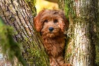 Intense Red Abstract Standard Poodle Puppies