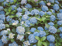 Elegant film photo of blue hydrangeas in Nantucket, reflecting classic East Coast coastal wedding inspiration.