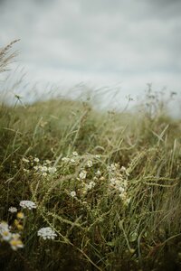 A cloudy sky in the background is contrasted with a field and white wildflowers at the front of the photo.