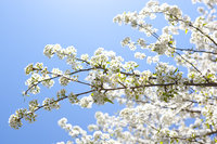 Portrait of a cherry blossom tree in the warm spring sun.