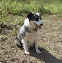 Australian shepard and cattle dog pose for photos with their owner in white cowboy boots.