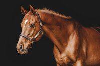 black background chestnut horse in chester county pa 