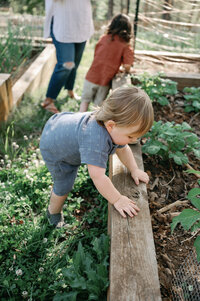 a toddler explores vegetables in a garden while his mom and brother watch