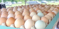 Single fresh egg representing locally sourced, simple, and natural ingredients.