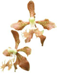 Dancing Light Orchid Essence -  Idiot Glees essence