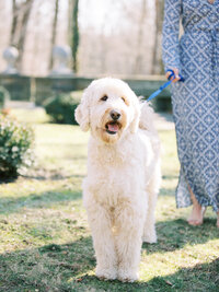 Goldendoodle in cleveland engagement session at the Cultural Gardens