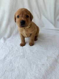 Yellow Collar