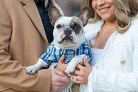Dog posing for portrait wearing sweater in Rancho Palos Verdes