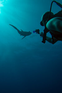 A fellow scuba diver looks up as two large reef sharks swim overhead, captured by Nathan Sottung during a recent trip to Belize, where he and his fiancée earned their open water scuba diving certifications.