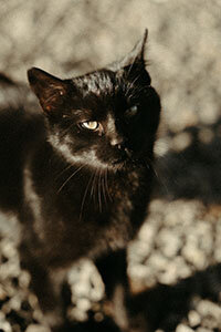 Bruno, chat de Léa et Nolan.