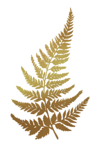 gold fern