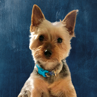 Photo of a yorkshire terrier