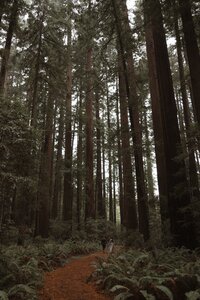 bride and groom walking though forest