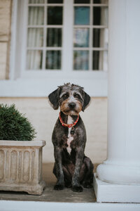June is the studio dog at Moxie Hair Studio
