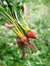 Fresh-Greens_Social-Squares_Styled-Stock_01289
