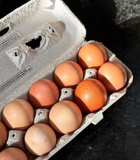 A bundle of dairy products: cheese, milk, yogurt, and butter as part of the Dairy Bundle, an add-on to the Harvest Box.