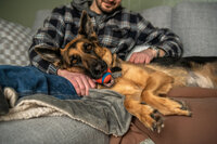german shepherd is snuggling with owner. Captured during a pet session in Duluth, MN with Joanna of Paddle Paws Photography.
