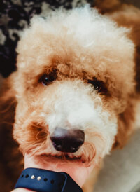 Tulah AKC Standard Poodle