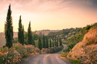 A winding dirt road lined with tall cypress trees curves through a picturesque Tuscan landscape. The setting sun casts a warm glow over the rolling hills and blooming wildflowers, creating a tranquil and idyllic scene.