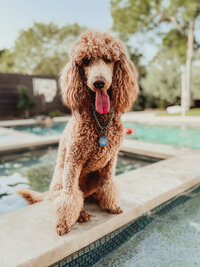 Roxie Poodle by the Pool