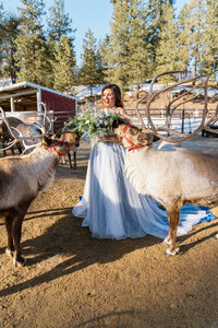 Bride in blue dress standing with bouquet between 2 reindeer at Leavenworth Reindeer farm!