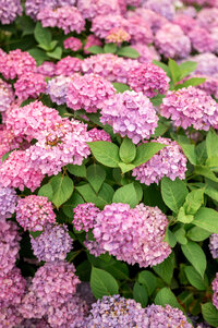 The Wequassett Resort & Golf Club's perfectly manicured gardens and vibrant pink flowers are a great place for your Cape Cod destination wedding.