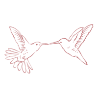 Image of hummingbirds touching beaks together.
