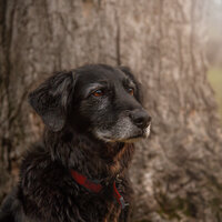 Black dog with red collar is sitting by tree. 
Work by Duluth-based pet photographer Joanna of Paddle Paws Photography.