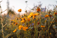 wildflowers blooming in a field