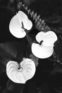 sydneykerbysonphotography-2565-2