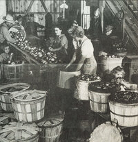 Apple Sorting from 1940s