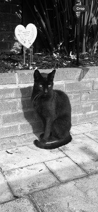 Photo of a cat – symbolizing safety, regulation, and emotional connection in trauma therapy with Jessie Withers, online across California