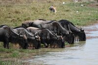 Migration Tanzania Safari - Wildebeest Migration