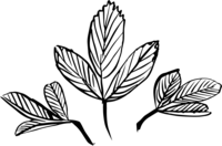 Alfalfa leaves