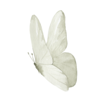White butterfly web element