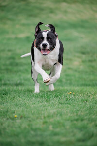 Ripley, Nathan Sottung's dog, sprints toward the camera in an action shot, capturing her playful energy and excitement.