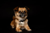 Luxury Pet Portraits by Moving Mountains Photography in NC - Photo of a dog looking at the camera.