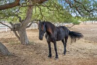 black horse by tree