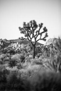 Joshua Tree Photography Print Collection from Earth Light Magic - San Diego & Brazil Photography -  Photography Print Collection from Earth Light Magic - San Diego & Brazil Photography - 1